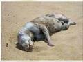 Montauk Monster What is it? [new close up pics and size chart]