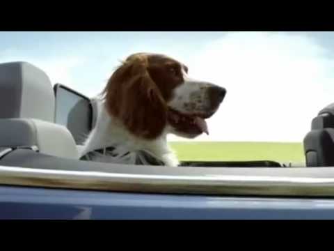 Hund liebt Cabrio fahren... :: Ein Jahr nach der Premiere der Mercedes E-Klasse Limousine komplettiert jetzt das neue Cabrio das Mercedes E-Klasse Line Up! In dieser... Hund liebt Cabrio fahren... - Ein Jahr nach der Premiere der Mercedes E-Klasse Limousine komplettiert jetzt das neue Cabrio das Mercedes E-Klasse Line Up! In dieser...