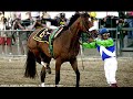 Missing You Barbaro
