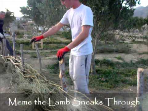 how to care for an olive tree in the uk