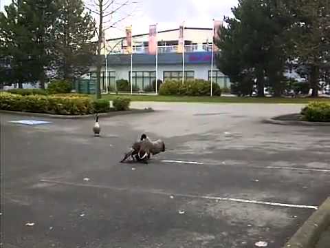 Goose Fight