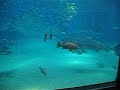 Whale Shark Osaka Acuarium Whale Shark Osaka Acuarium
