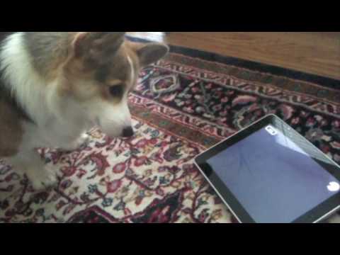 A IPAD dog trials - Tested.com - YouTube