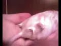 My little mouse Lucky having a shampoo and dry