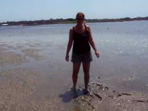 how to collect clams