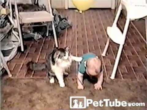 Видео 'Ребенок, котик и шарик'