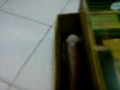 hamster at balcony