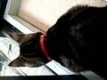 猫なつめ VS ベランダのカマキリちゃん