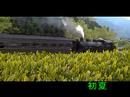 大井川鉄道　四季の中を走るSL　oigawa railway