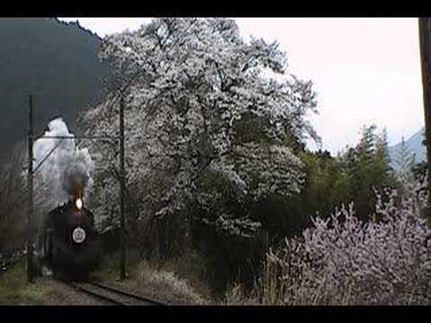 大井川鉄道　田野口駅の桜④SL通過その2