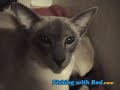 Siamese cats Siamese cats