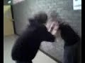 Pingu Fight!! Pingu Fight!!