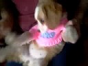 Cute Puppy with Sweater