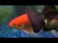 videos de Goldfish