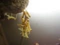 Chinese Mantis Ootheca Hatching Part 1