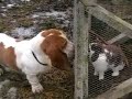 Basset Hound and Dachshound