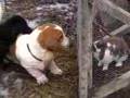 Basset Hound video