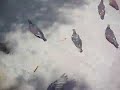 Pidgeon Chase FIVE