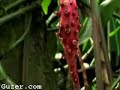 plant eyes