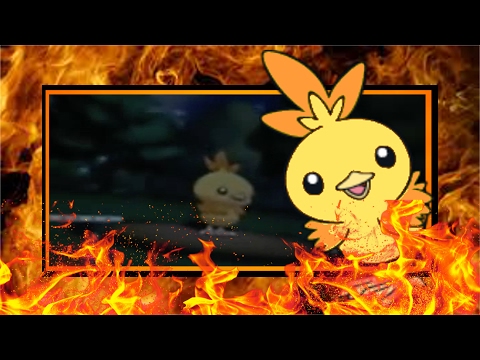 how to collect torchic in pokemon y