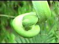 treepython eats bird