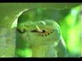treepython-eats-bird
