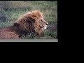 Wondering Where the Lions Are-Bruce Cockburn