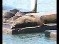 Sea Lions Sea Lions
