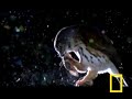 Owlet vs. Hawk Moth
