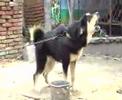tibet mastiff