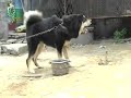 Tibetan mastiff