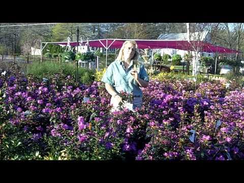 how to care for p.j.m. rhododendron