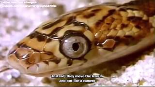 King Cobra Mafia The worlds largest venomous snake