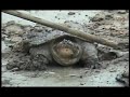 A REAL TURTLE DRUNK FROM BEER. NO JOKE!
