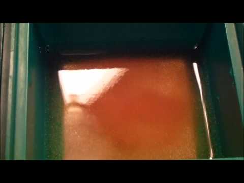 Do it yourself: Artemia - Das wohl beste Lebendfutter für Fische