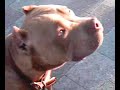 Brindle Pitbull