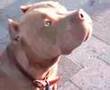 Brindle Pitbull