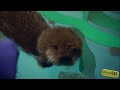 MT @DianeN56: Adorable rescued otter introduced to water for the first time at the @MontereyAq: http://t.co/Ghr5oUizPU RT @OurOcean