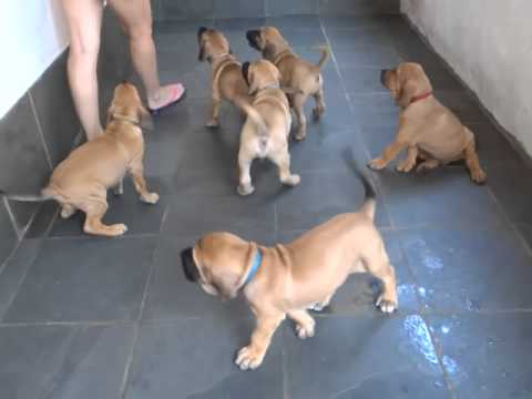 fila brasileiro