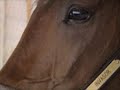 Bet on it-Horse racing