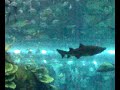 dubai mall aquarium 3