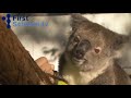 Feeding Koalas