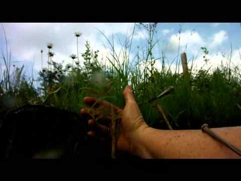 how to transplant forsythia