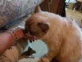 Though there is nothing, she comes to lick it when I lie.Do not sleep！ララは、寝ようと横になると、腕をペロペロ舐めに来るんです。何にも付いていないのに(^_^;)くすぐったくて寝れないよ～★ララ★ラグドール１才
