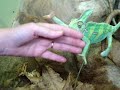 The Chameleon