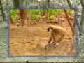 Macaco F.D.P.