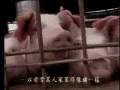 生命の叫び／動物の輸送／肉との出会い（サンプル動画）