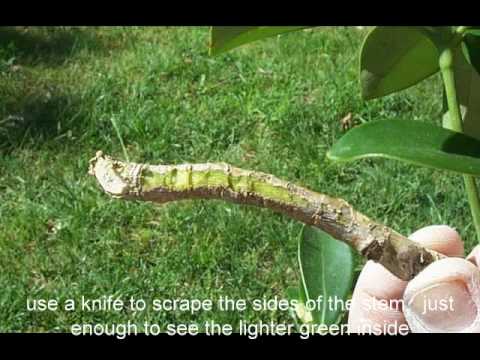how to grow umbrella plant from cuttings