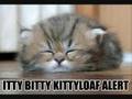 Lolcatz beyond