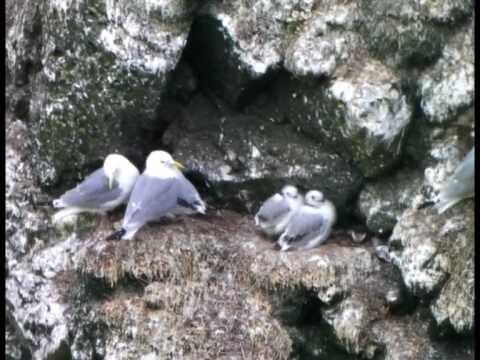 Poussières d'Islande.mpg